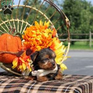 Princeton, Yorkie Puppy